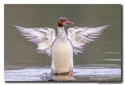 Grote Zaagbek - Goosander