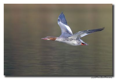 Grote Zaagbek - Goosander