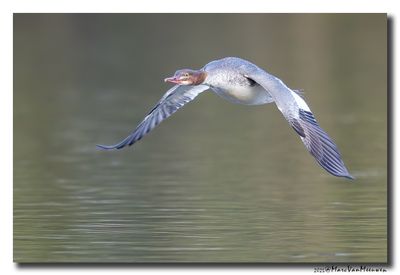Grote Zaagbek - Goosander