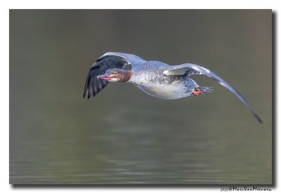 Grote Zaagbek - Goosander