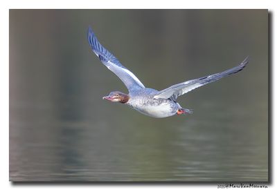 Grote Zaagbek - Goosander