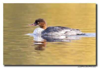 Grote Zaagbek - Goosander