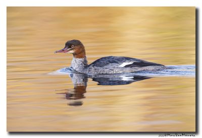 Grote Zaagbek - Goosander 