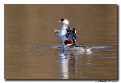 Nonnetje - Smew