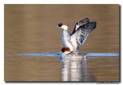 Nonnetje - Smew