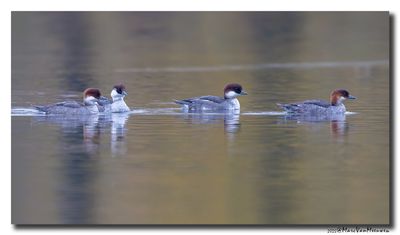 Nonnetje - Smew