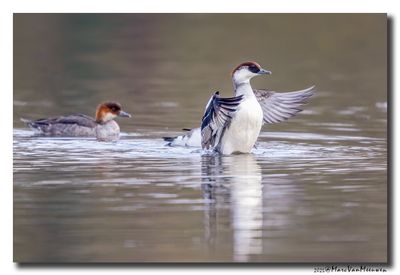 Nonnetje - Smew