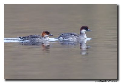 Nonnetje - Smew