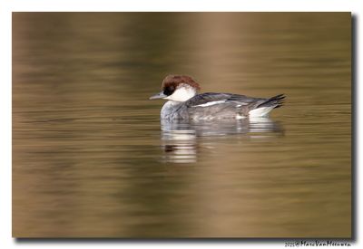 Nonnetje - Smew