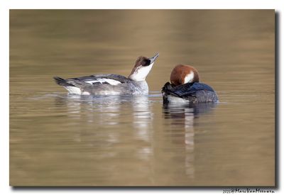 Nonnetje - Smew