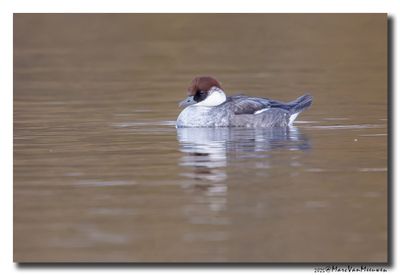 Nonnetje - Smew