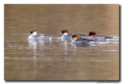 Nonnetje - Smew