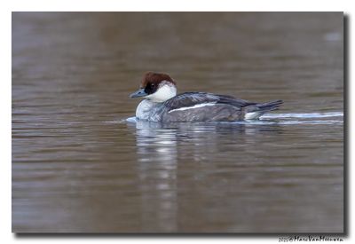 Nonnetje - Smew 