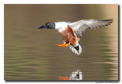 Slobeend - Northern Shoveler