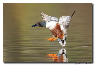 Slobeend - Northern Shoveler