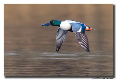 Slobeend - Northern Shoveler