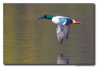 Slobeend - Northern Shoveler 