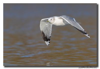 Stormmeeuw - Mew Gull