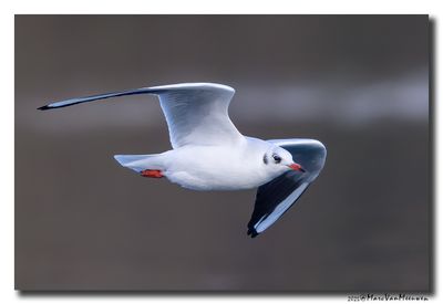 Kokmeeuw - Black-headed Gull