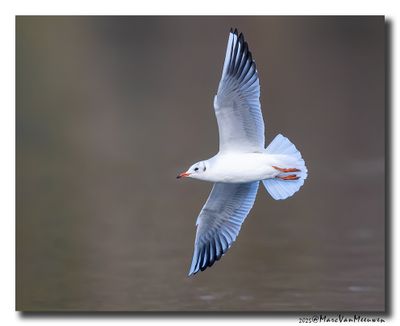 Kokmeeuw - Black-headed Gull 