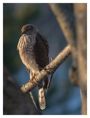 Sharp-shinned & Cooper's Hawks