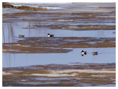 Northern Shoveler