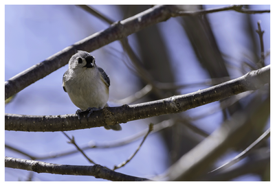 Tufted Titmouse 