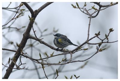 Yellow-Rumped Warbler