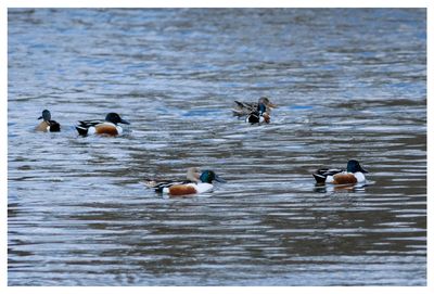 Northern Shoveler