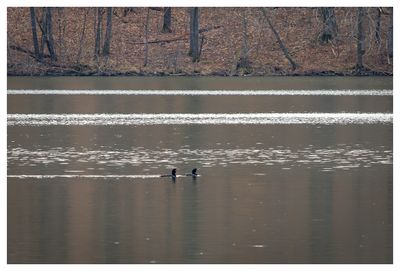 Double-Crested Cormorant