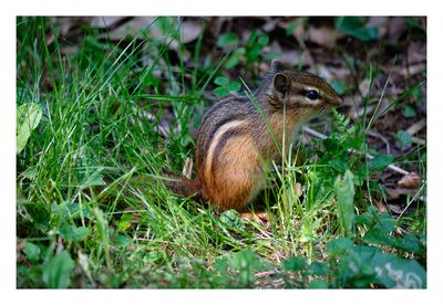 Ground Squirrel