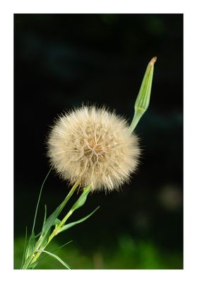 Goat's Beard