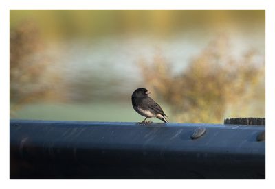 Dark-Eyed Junco