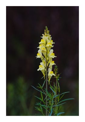 Yellow  - Wild Flowers
