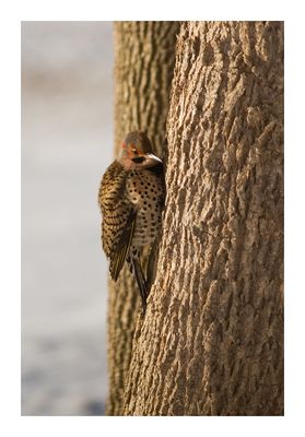 Northern Yellow-Shafted Flicker