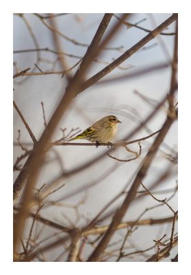 Pine Siskin