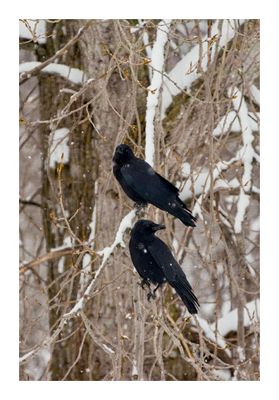 Crows, Ravens & Jays