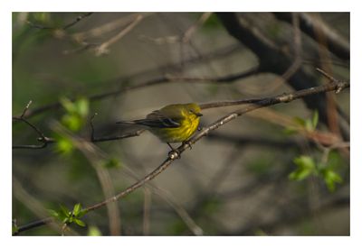 Pine Warbler (Setophaga pinus) 