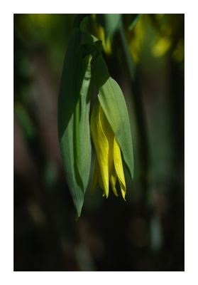 Erythronium