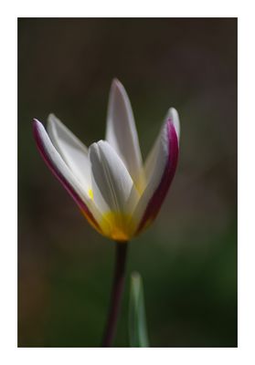 Tulipa