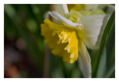 Narcissus