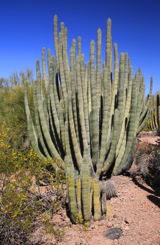 0037-3B9A8422-Organ Pipe Cactus.jpg