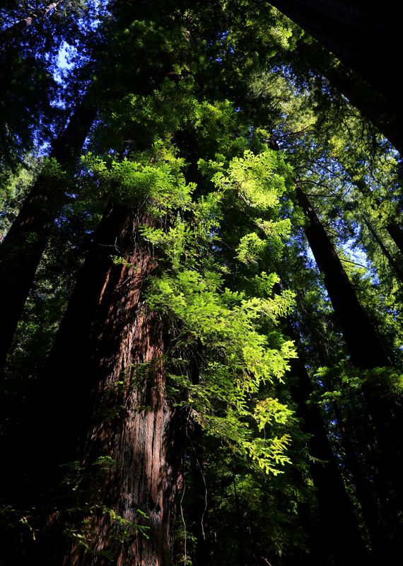0042-3B9A0153-California Redwood Trees at Sunset.jpg