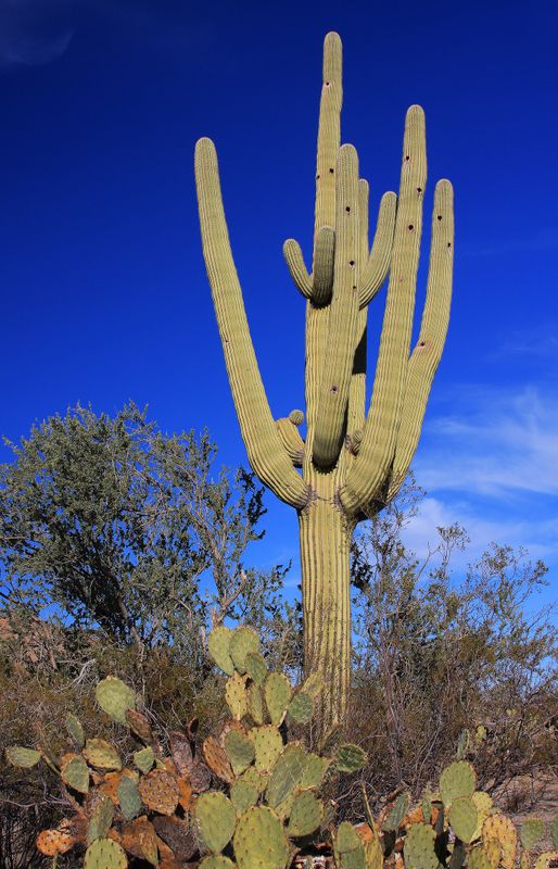 0021-IMG_9725-Sonoran Desert Landscape.jpg