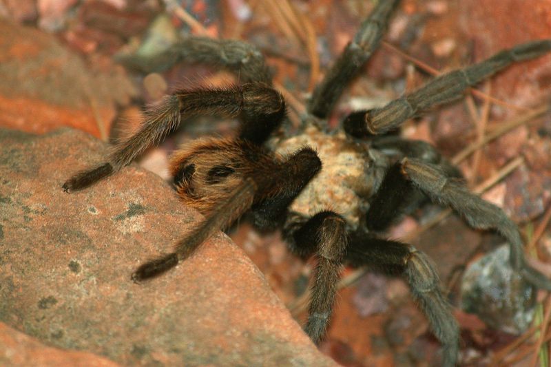 0057-IMG_5616-Tarantula.jpg