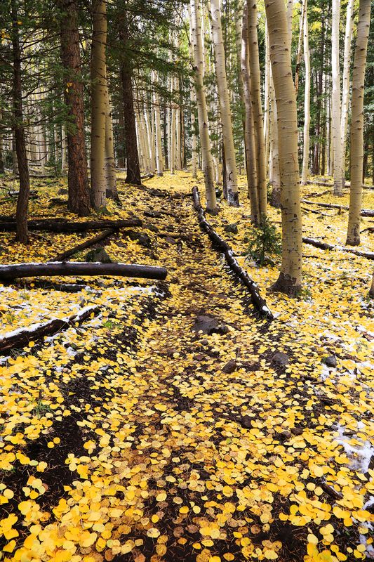 0039-3B9A6332-Magical Trail Views in Autumn.jpg