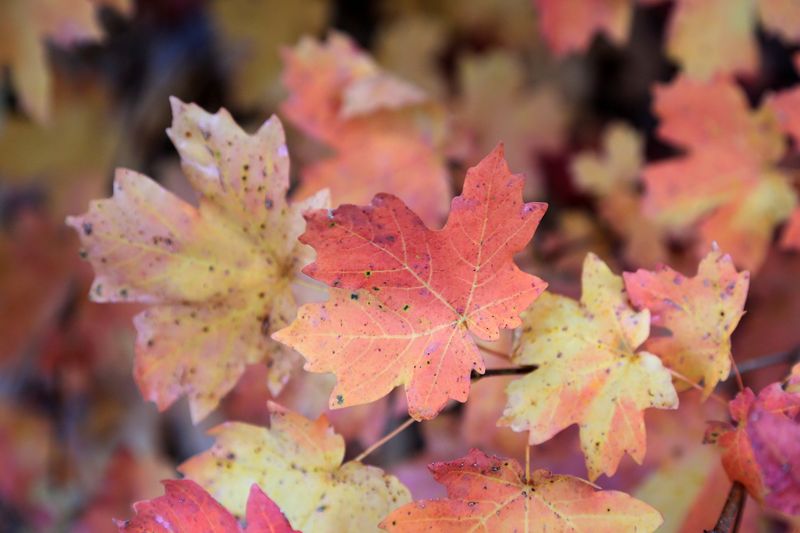 0045-3B9A2913-Colors of Autumn in Oak Creek Canyon.jpg