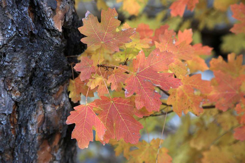 0048-3B9A3002-Colors of Auntumn in Oak Creek Canyon.jpg