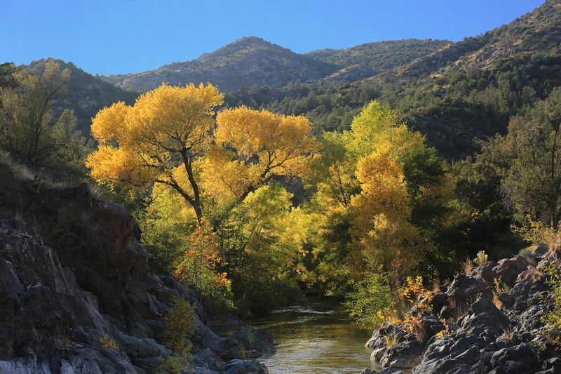 0053-3B9A0385-Northern Arizona Cottonwoods in the Fall.jpg