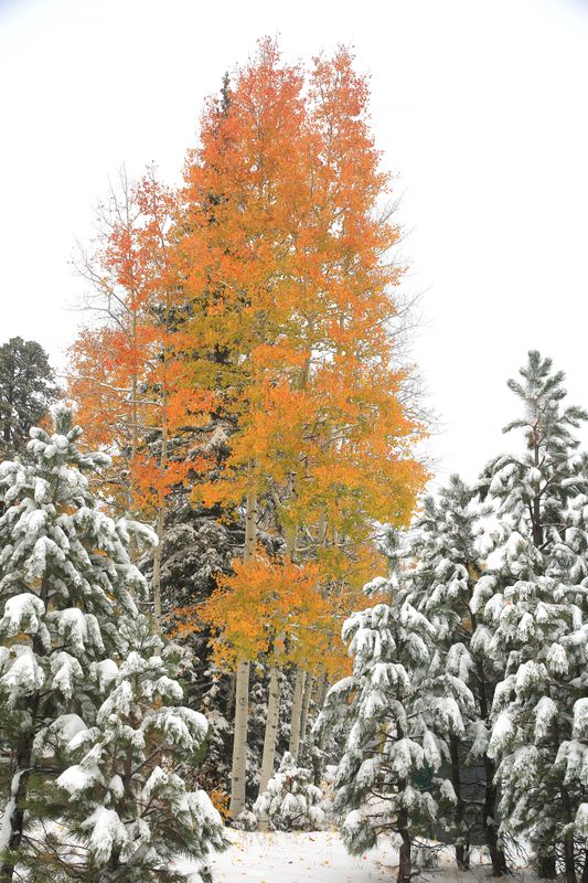 0070-3B9A5816-Early Snowfall in Northern Arizona.jpg